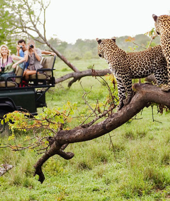 Safari Tour